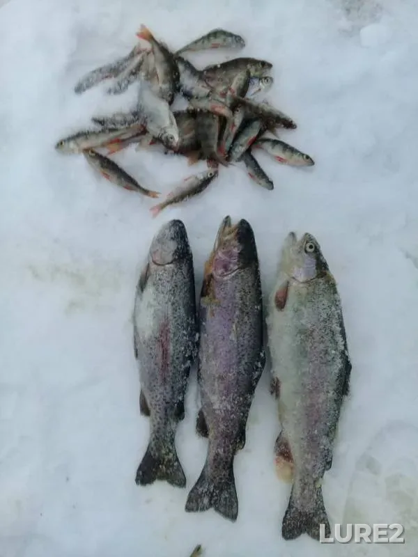 Perch, Rainbow trout — Ozyorskoye, Feb 16, 2017