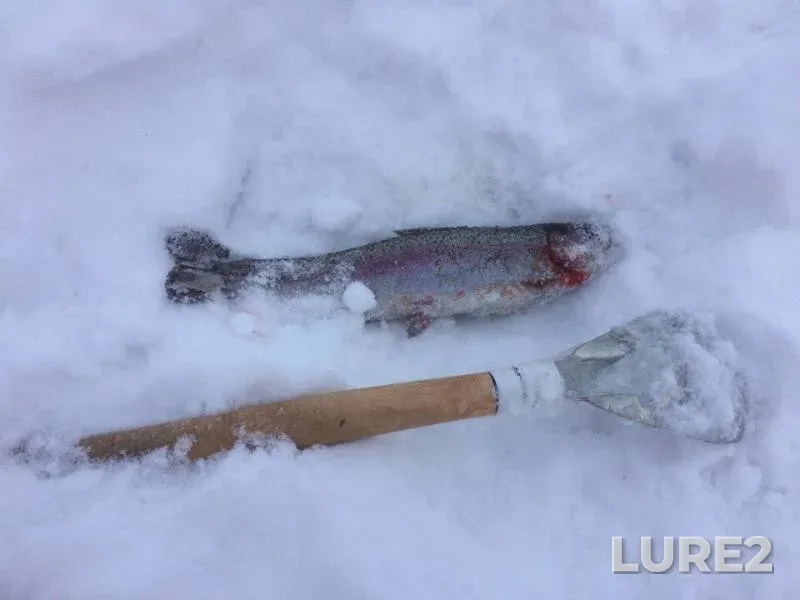 Pike, Rainbow trout — Tikhvinka, Feb 04, 2017