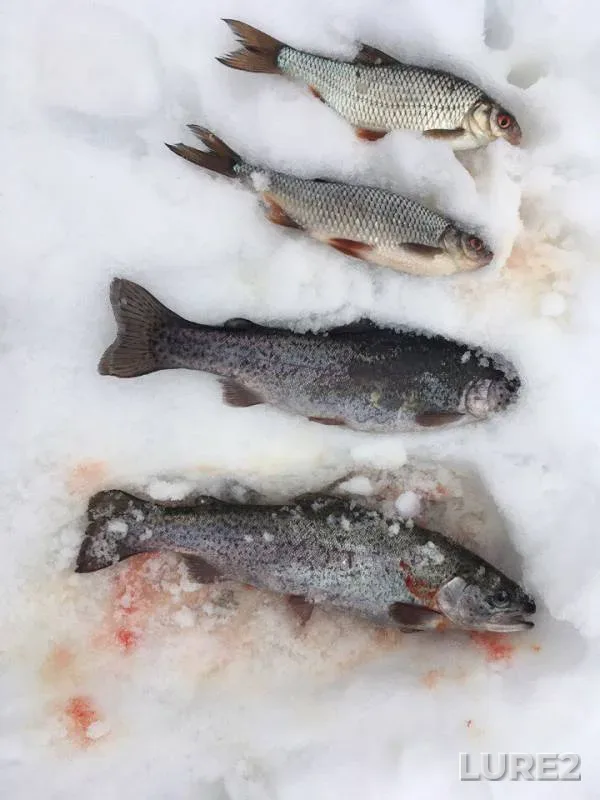 Rainbow trout, Roach — Ozyorskoye, Mar 01, 2017