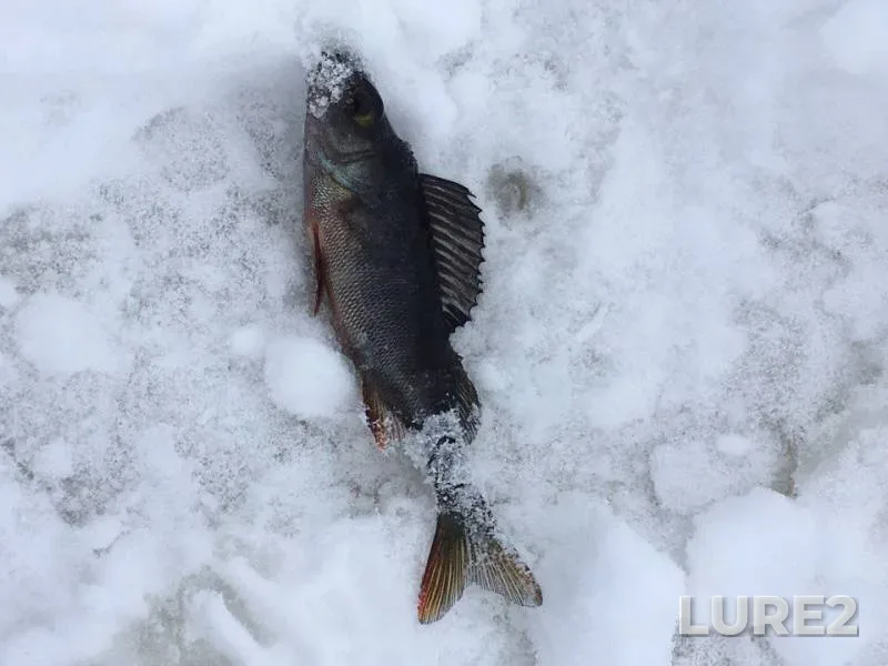 Perch — Leningradskaya oblast, Boksitogorskiy rayon, Jan 31, 2017
