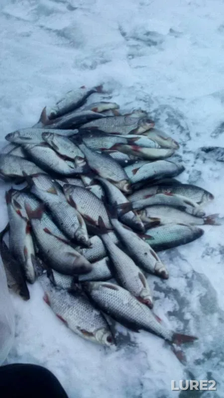 Roach — Leningradskaya oblast, Volkhovskiy rayon, Jan 14, 2017