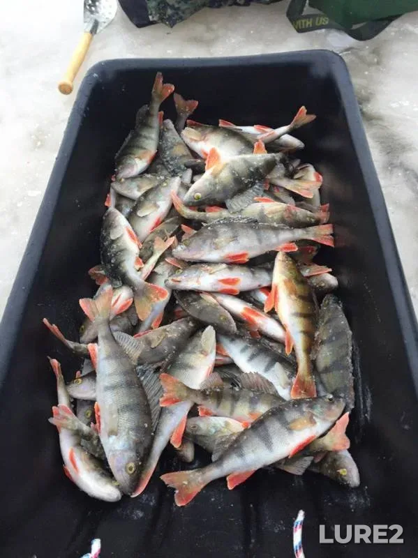 Perch — Leningradskaya oblast, Volkhovskiy rayon, Jan 12, 2017