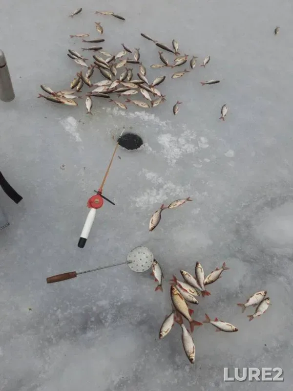 Roach, Rudd — Sumska oblast, Feb 04, 2018