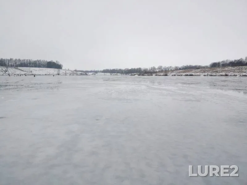 Roach — Sumska oblast, Feb 04, 2018
