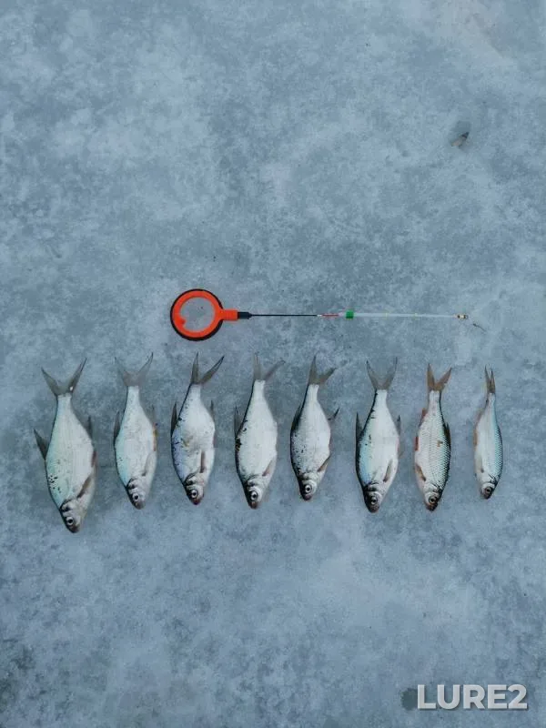 Bream, Roach — Bolshaya Travyanka, Mar 29, 2019