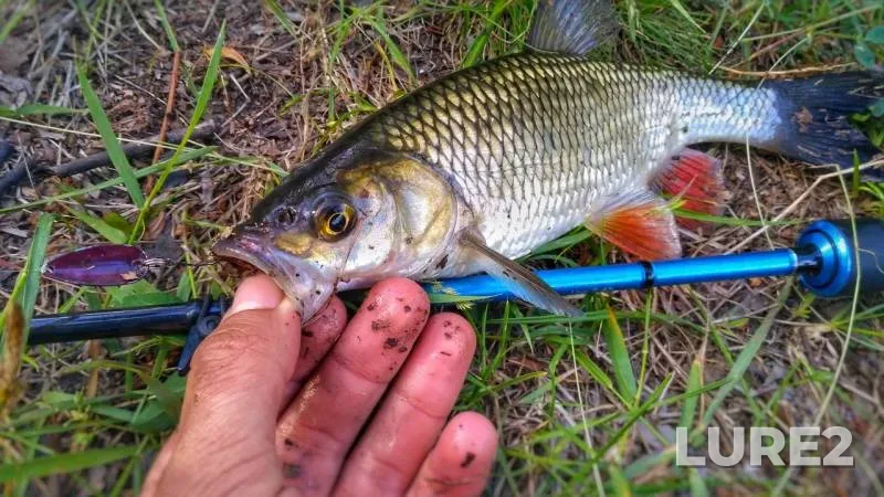Chub, Perch — Psyol, Jun 04, 2017
