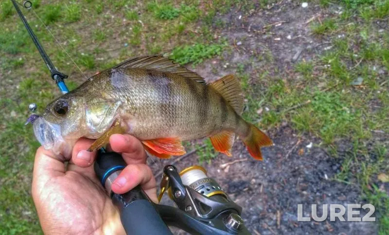 Chub, Perch — Psyol, May 24, 2017