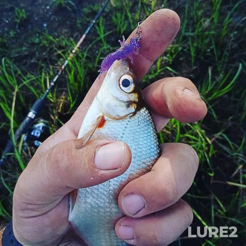 Bream, Perch — protoka Rov, Jul 13, 2019