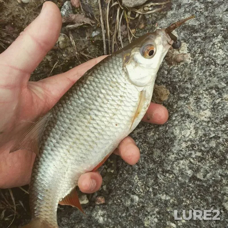 Perch, Roach — Mukhavets, Apr 29, 2017