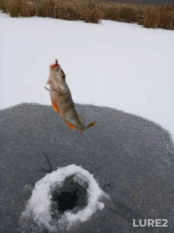 Perch — Sharkan, Nov 02, 2019