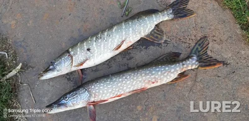 Pike — Votkinskiy, Oct 25, 2019