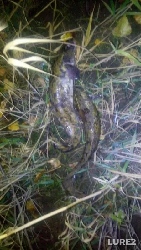Burbot — Votkinskoye, Sep 29, 2019