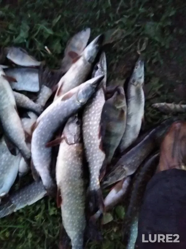 Perch, Pike — Nizhnekamskoye, Sep 12, 2019