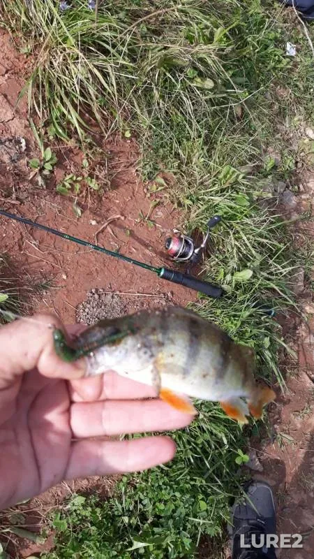 Perch — Votka, Sep 09, 2019
