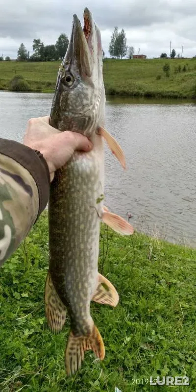 Pike — Lyp, Sep 01, 2019