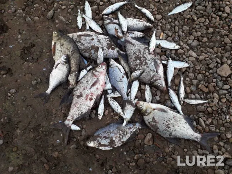 Bleak, Bream — Votkinskoye, Aug 22, 2019