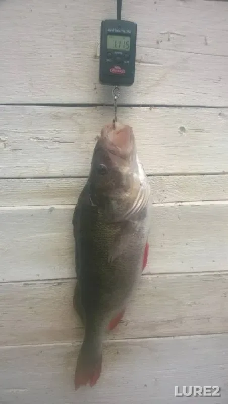 Perch — Votkinskiy, Aug 17, 2019
