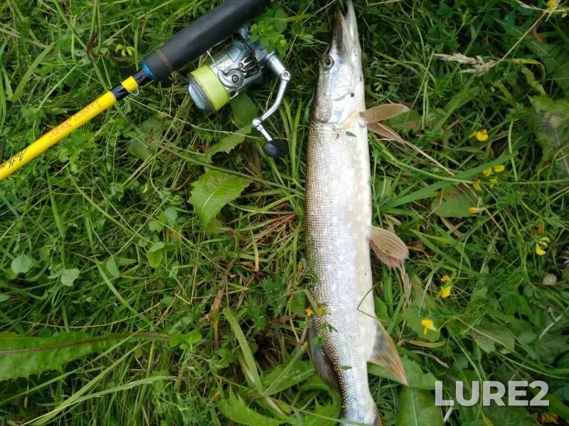 Perch, Pike — Kivara, Aug 04, 2019