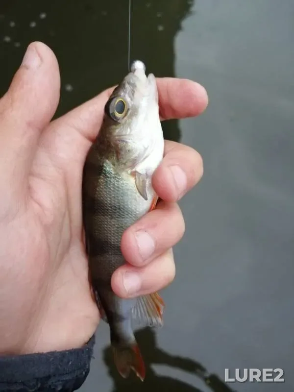 Perch — Votkinskiy, Jul 31, 2019