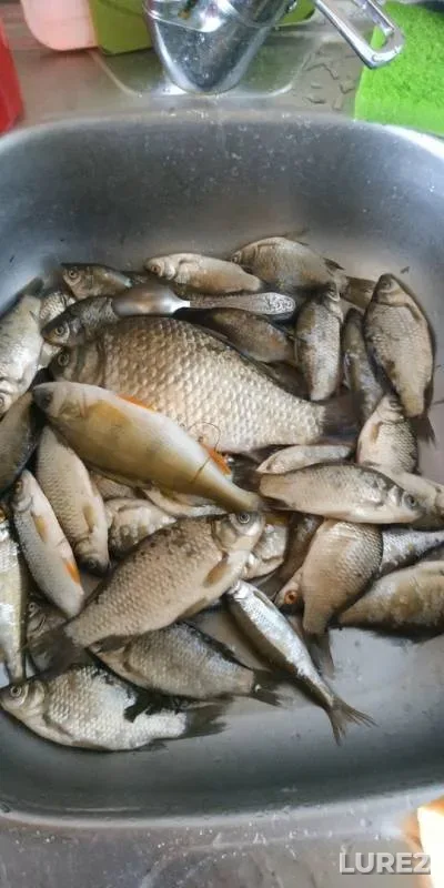 Bleak, Crucian carp — Shegyanka, Jul 20, 2019