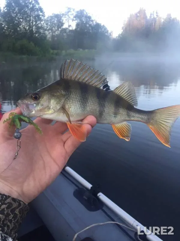 Perch — Gondyrvayka, Jun 15, 2019