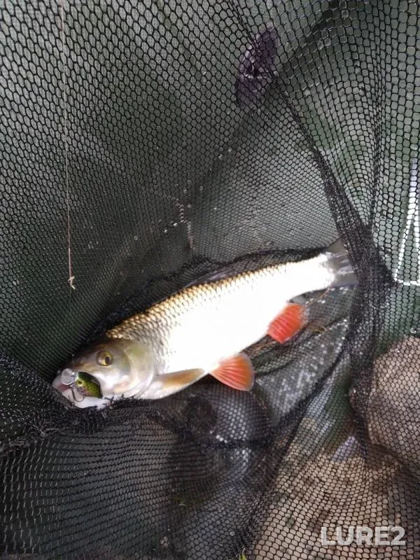 Chub, Pike — Siva, Jun 12, 2019
