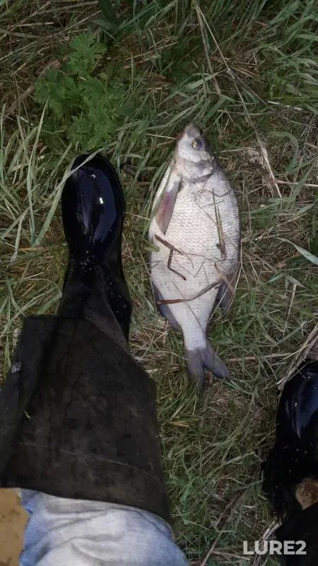 Bream — Votkinskoye, May 30, 2019