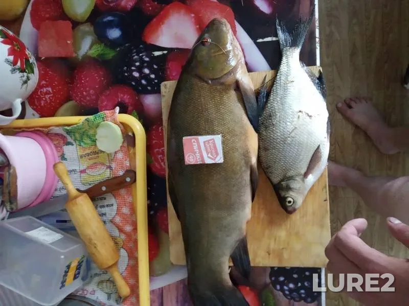 Bream, Tench — Votkinskoye, May 12, 2019