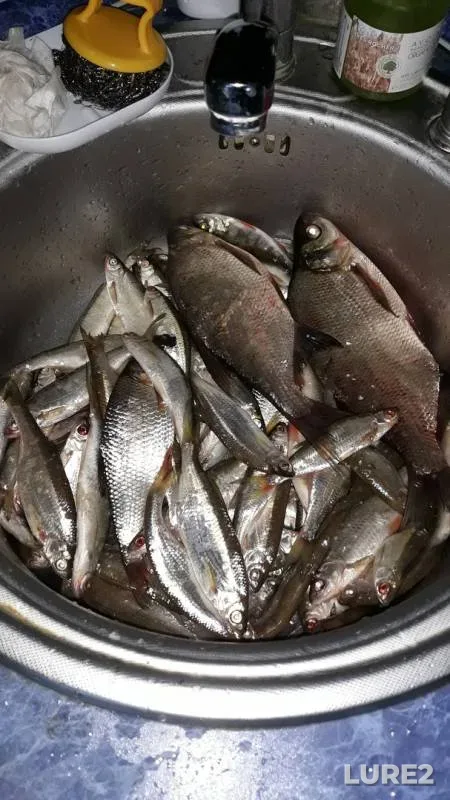 Bream, Roach — Votkinskoye, May 10, 2019