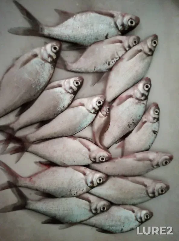 Bream — Votkinskiy, Apr 13, 2019