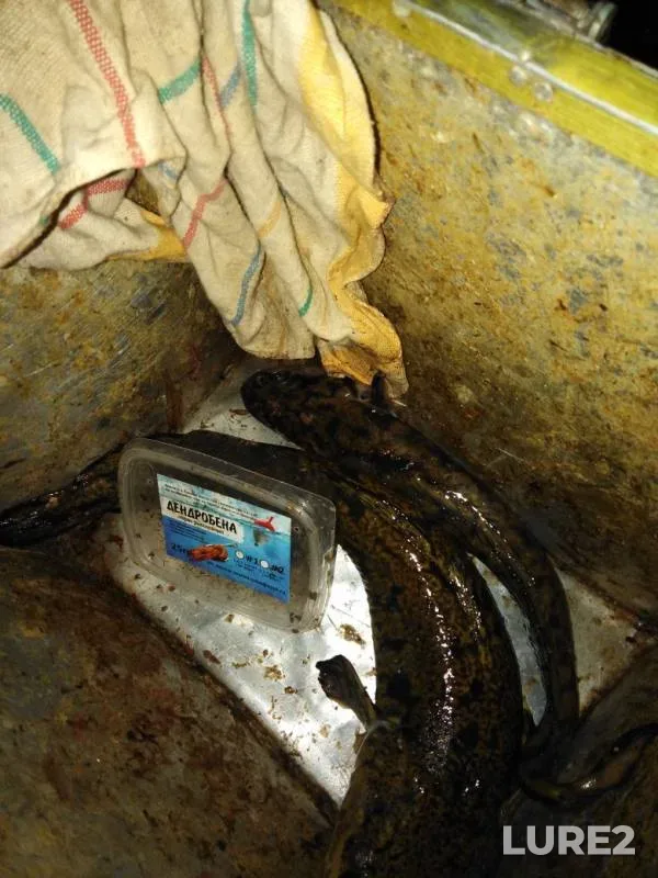Burbot — Chernoye, Apr 07, 2019