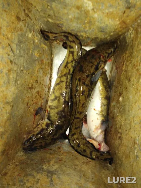 Burbot — Chernoye, Apr 07, 2019