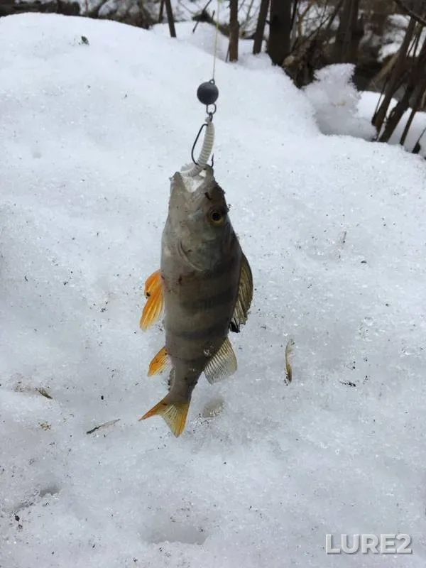 Perch — Votka, Mar 30, 2019