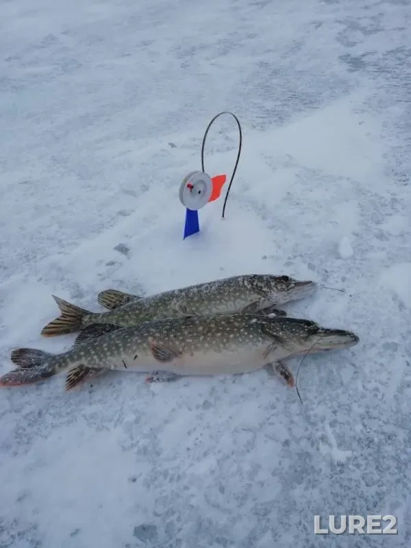Perch, Pike — Votkinskoye, Mar 30, 2019