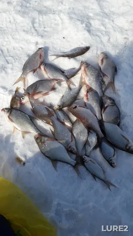 Bream — Votkinskiy, Mar 16, 2019