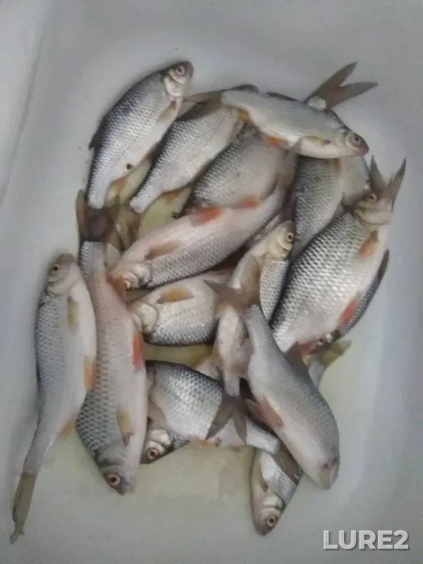 Roach — Lyp, Feb 17, 2019