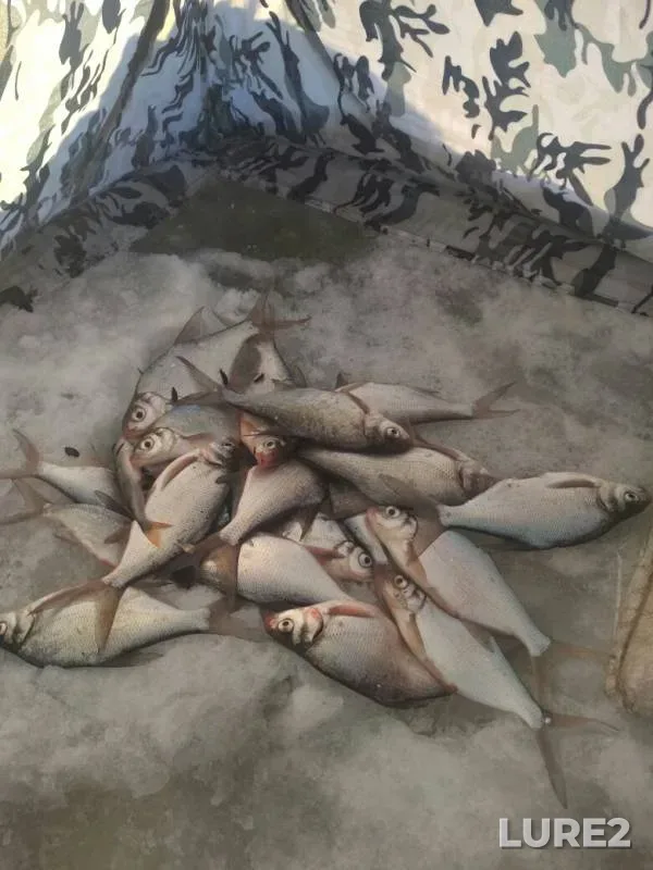 Bream — Votkinskiy, Jan 20, 2019