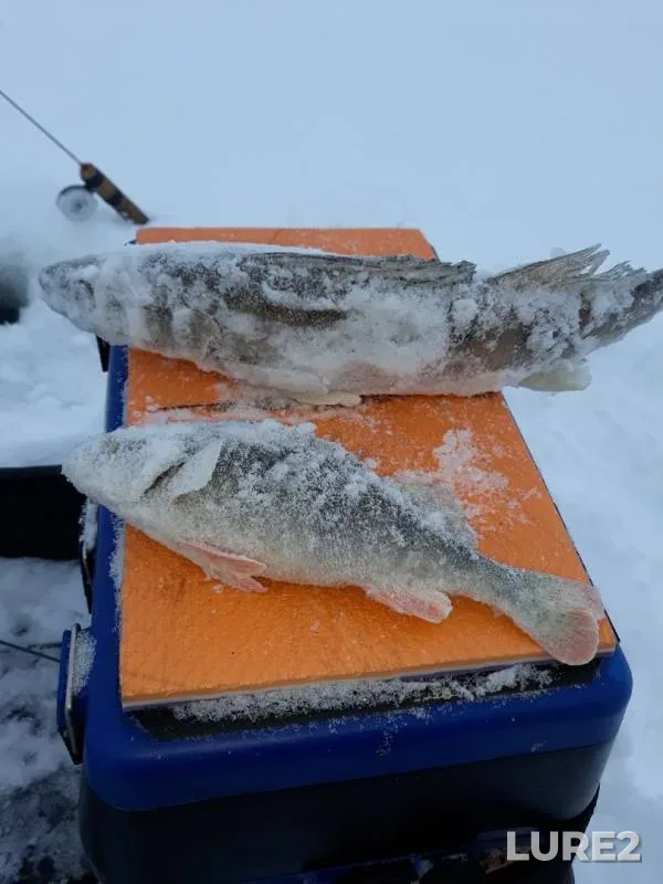 Perch, Zander — Kama, Jan 05, 2019