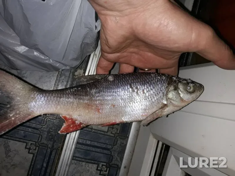 Perch, Roach — Lock Tschaikovsky, Dec 22, 2018
