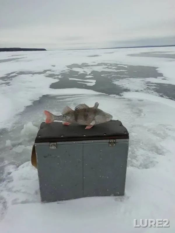 Perch — Votkinskoye, Dec 01, 2018