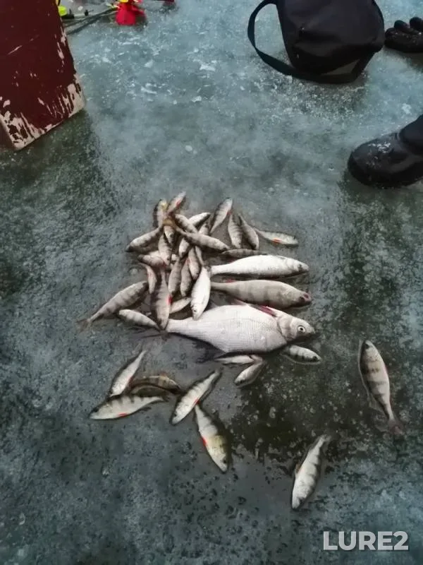 Bream, Perch — Votkinskiy, Nov 17, 2018