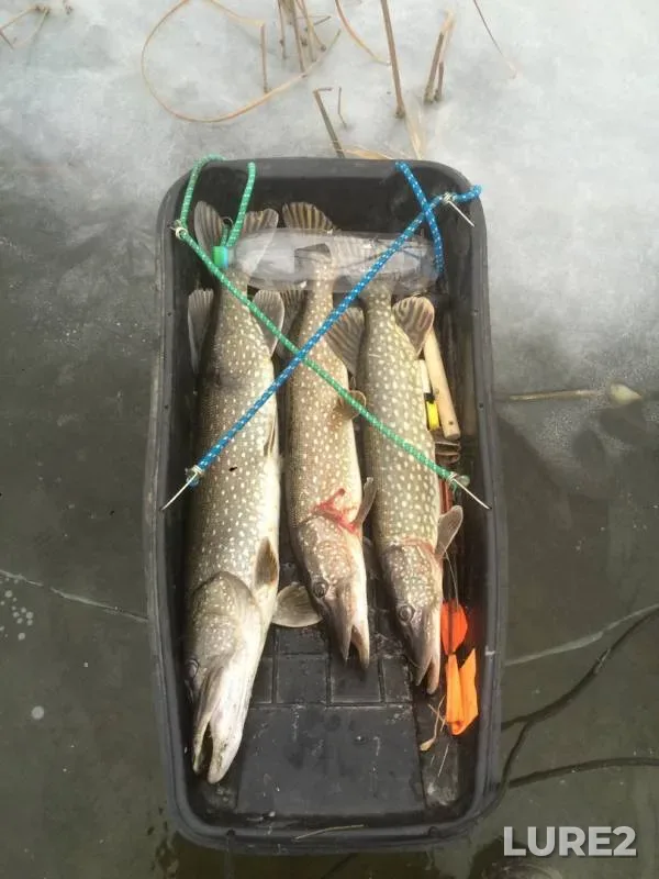 Pike — Belaya, Nov 16, 2018