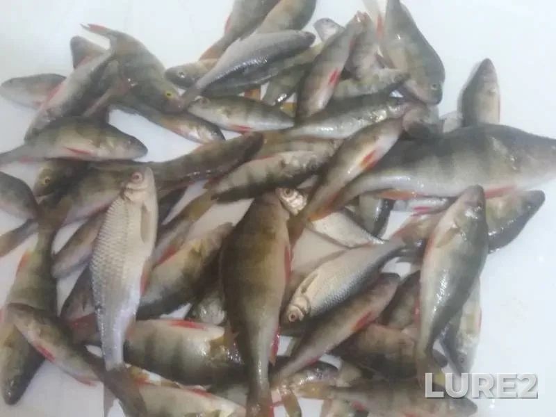 Perch, Roach — Shestaya, Nov 14, 2018