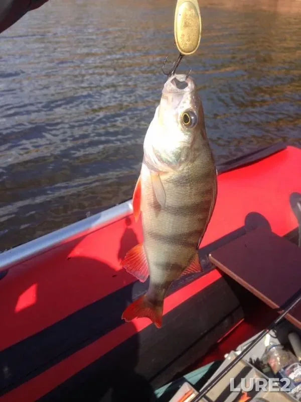 Perch — Votkinskoye, Aug 18, 2018