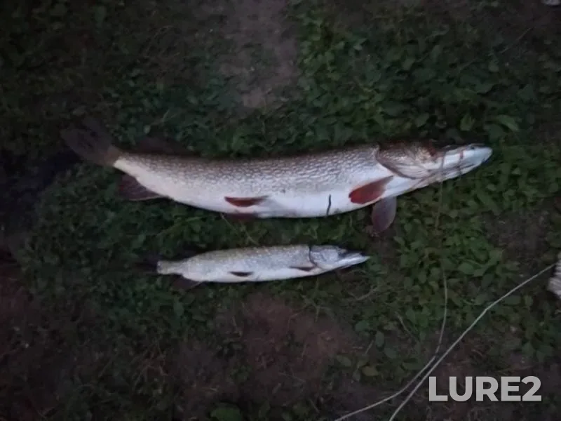 Pike — Kama, Aug 11, 2018
