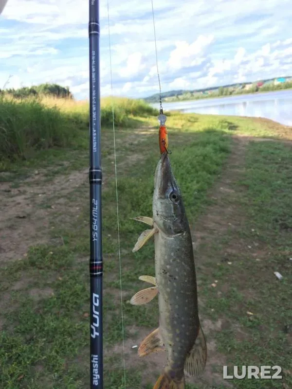 Perch, Pike — Pikhtovskiy, Aug 07, 2018