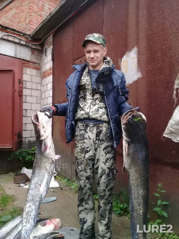 Wels catfish — Votkinskoye, Jul 29, 2018