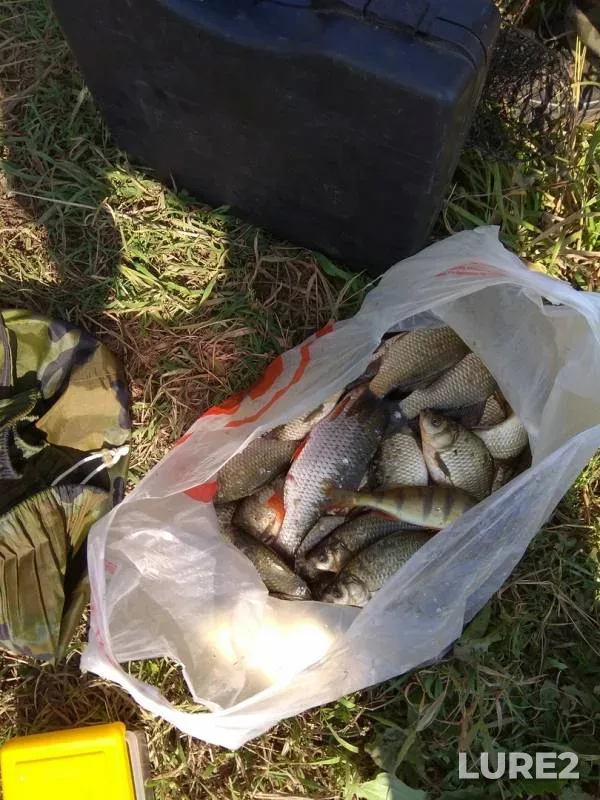 Crucian carp, Perch — Permskiy kray, Jul 26, 2018