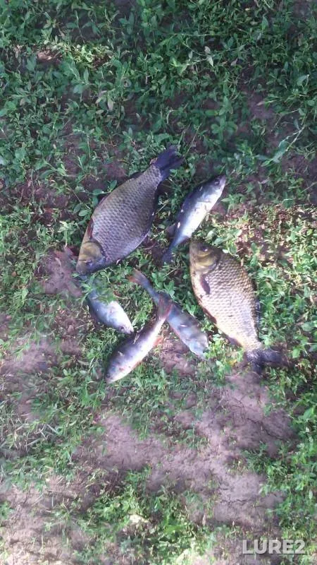 Crucian carp, Perch — Pozim, Jul 15, 2018