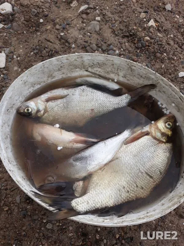 Bream — Chernoye, Jul 10, 2018